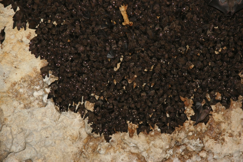 Penanjung nature reserve. Bats in the caves., Java Pangandaran Indonesia.jpg - Indonesia Java Pangandaran. Penanjung nature reserve. Bats in the caves.